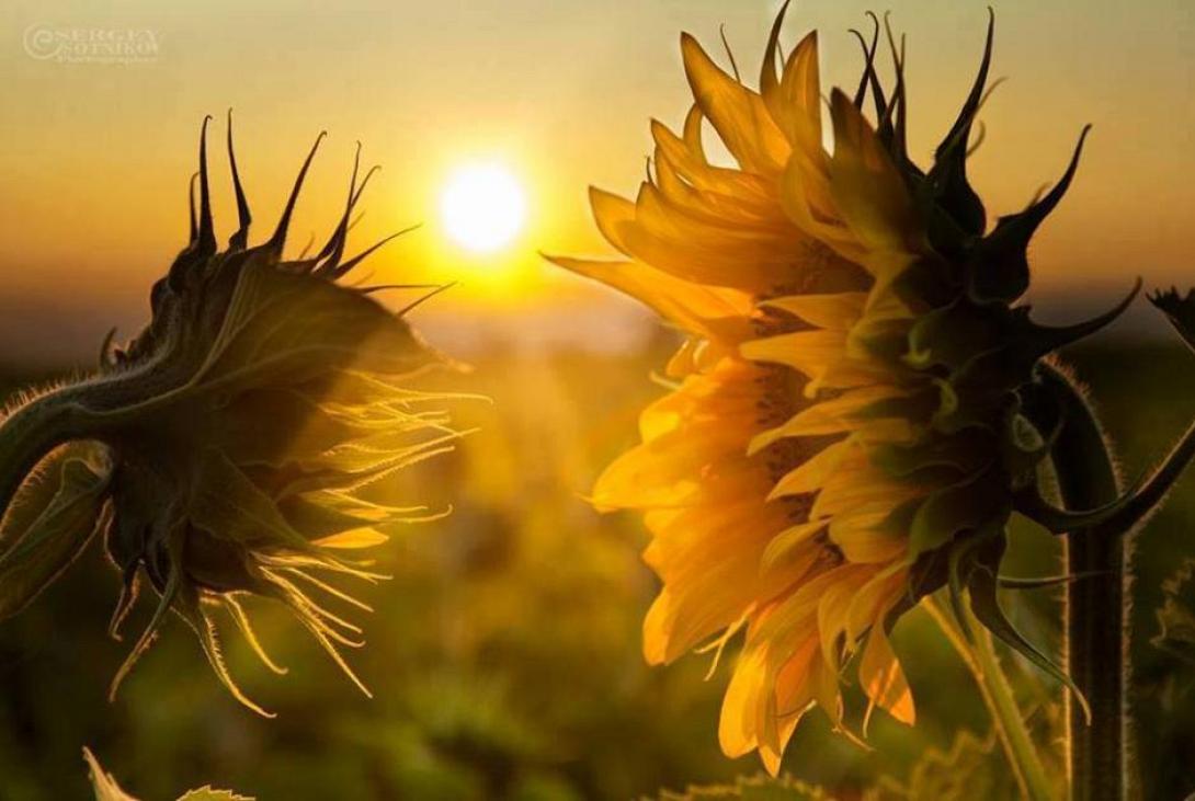 ηλιοτρόπια