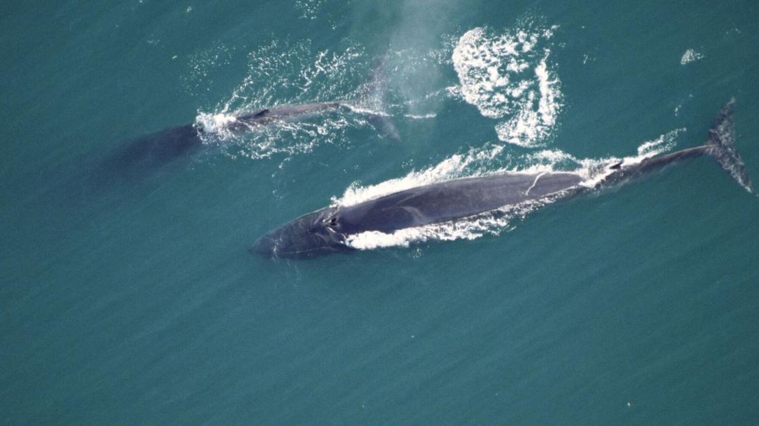 ΠΤΕΡΟΦΑΛΑΙΝΑ