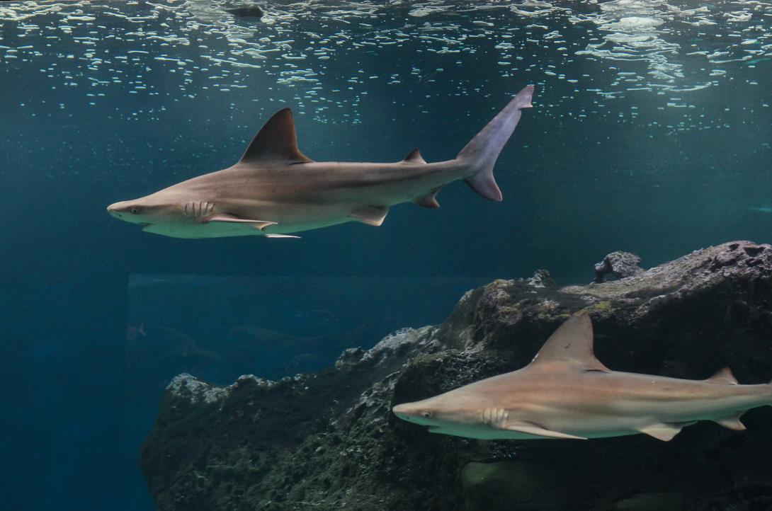 Καρχαρίες ενυδρείο Κρήτης