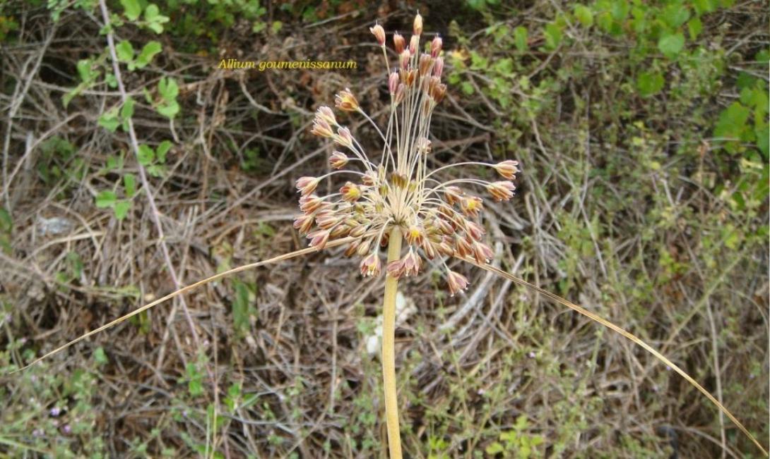 Alium goumenissanum