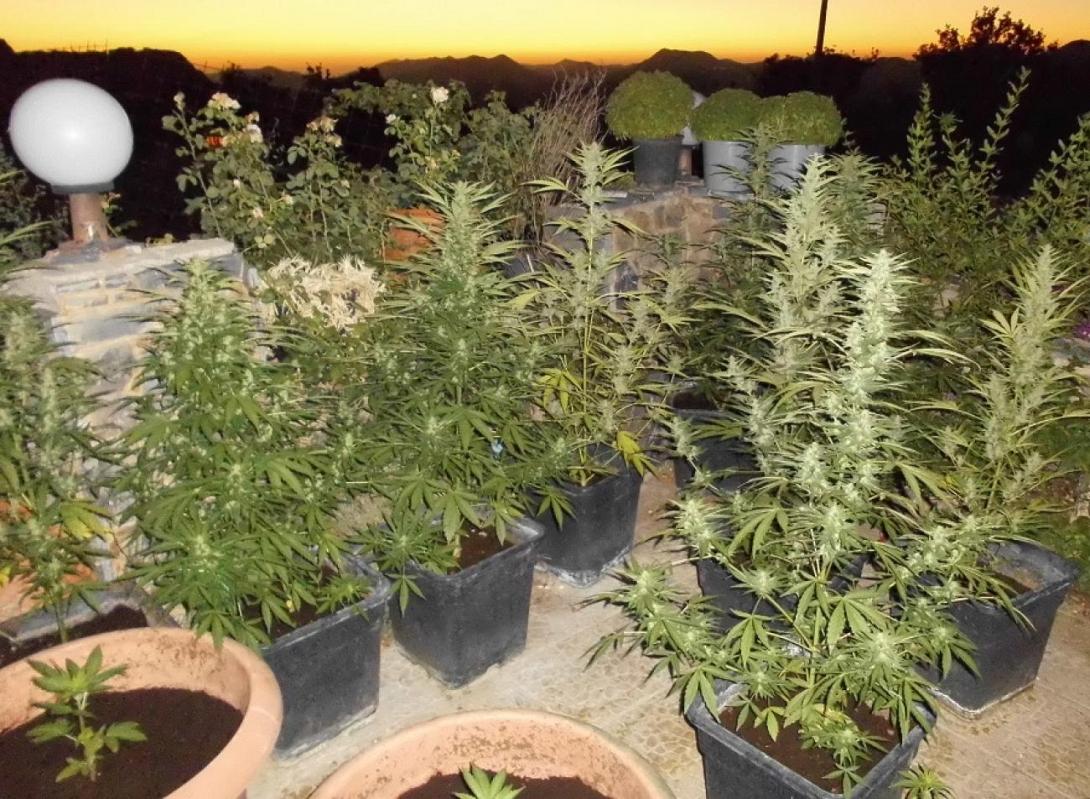 επιχειρηση Ζωνιανά