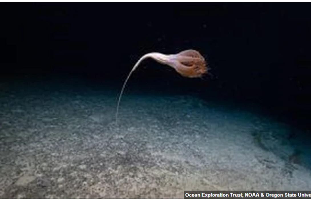 θαλασσιο ον