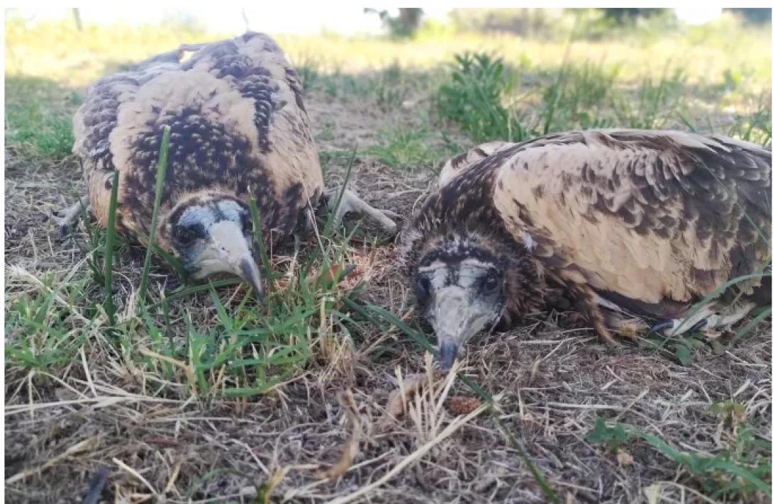 ΑΣΠΡΟΠΑΡΗΣ