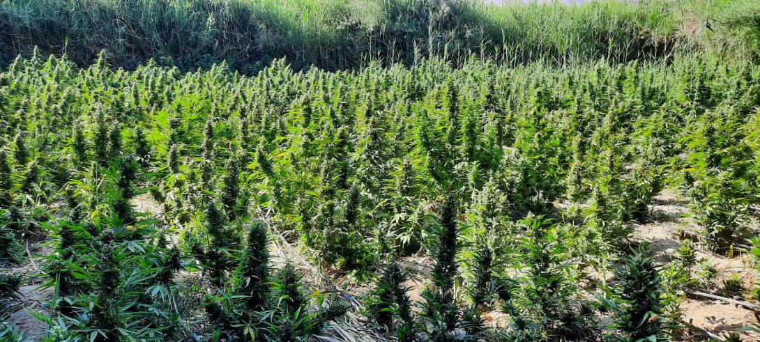 Ηράκλειο: Η μεγάλη αστυνομική επιχείρηση για τη χασισοφυτεία και το κυνήγι των δραστών