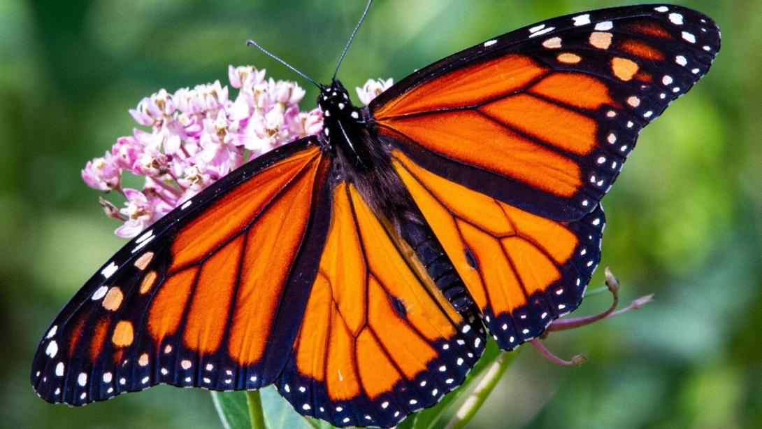 πεταλούδα μονάρχης