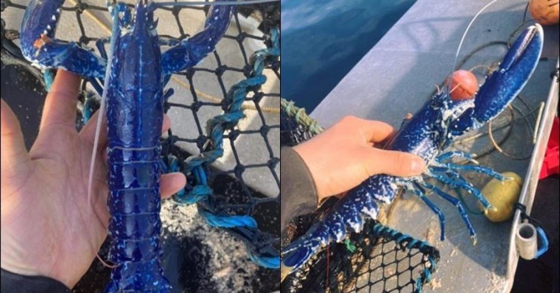 Ψαράς έπιασε σπάνιο μπλε αστακό 