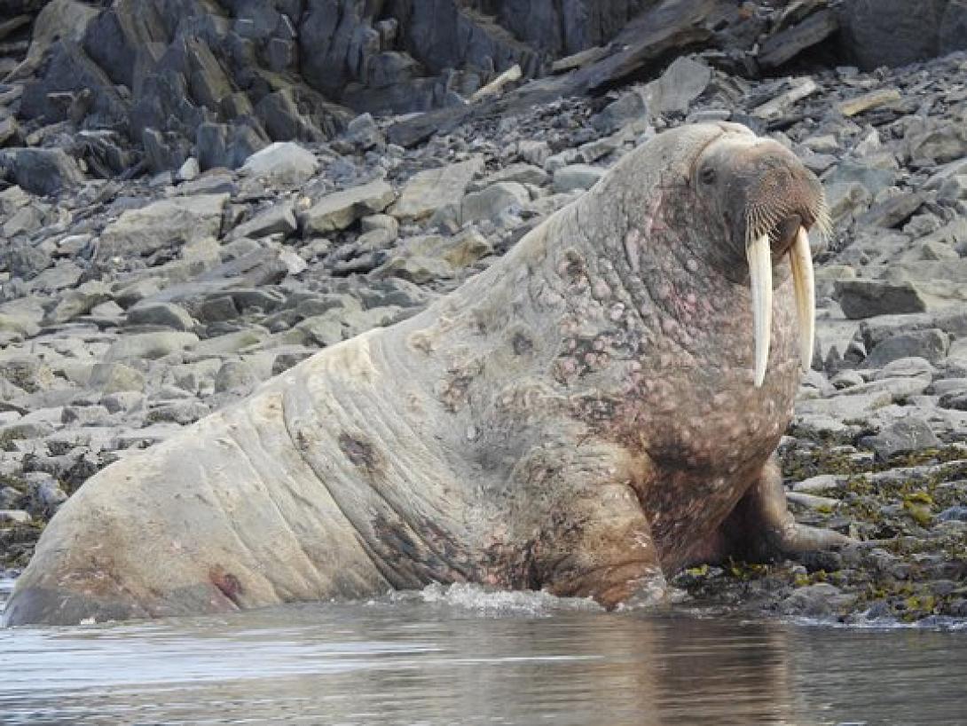 θαλάσσιος ίππος