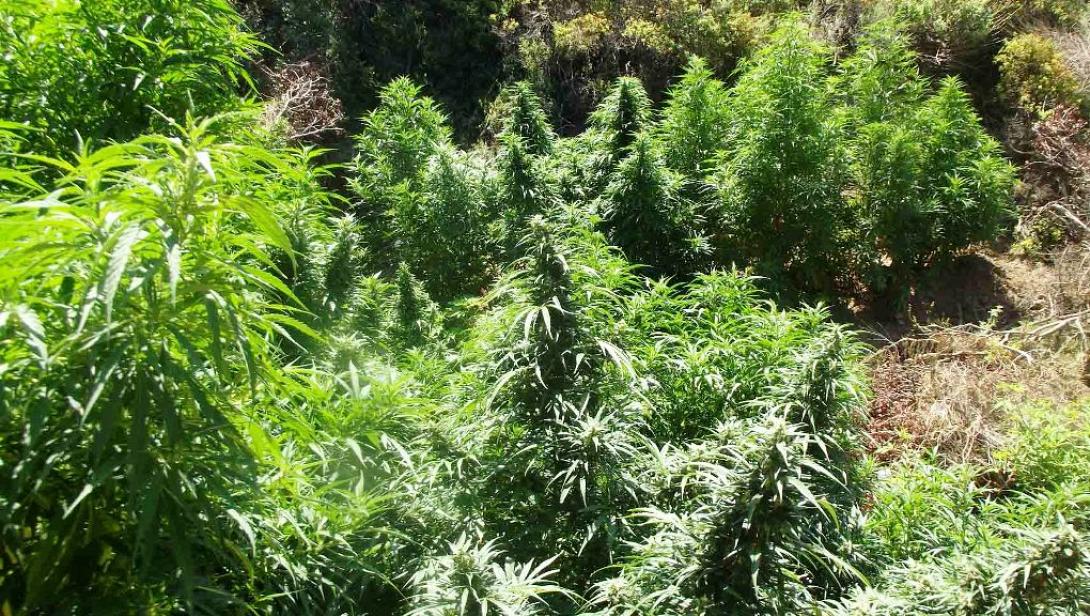 χασισοφυτεία