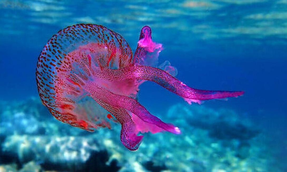 μωβ μεδουσες