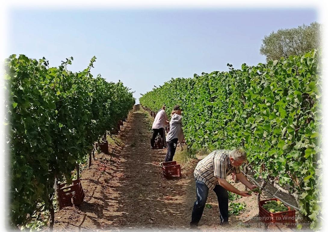 ΤΡΎΓΟς - ΠΙΕΡΊΑ