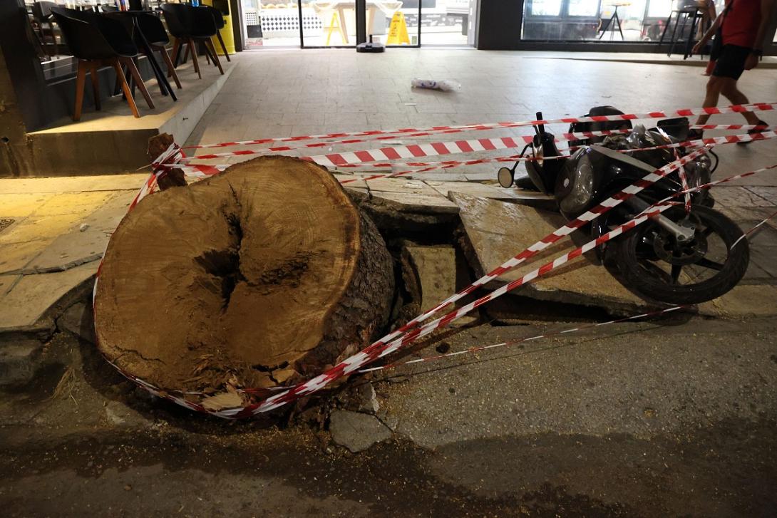 Πεύκο δικαιοσύνης