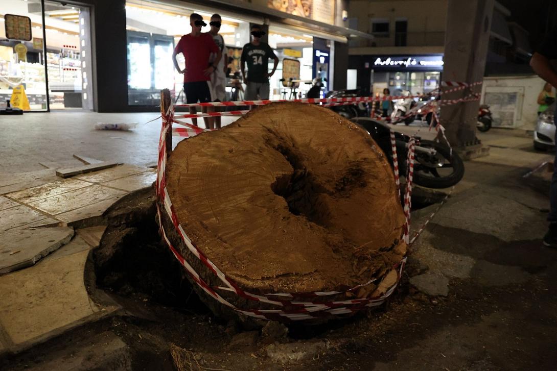 πεύκο δημοκρατίας