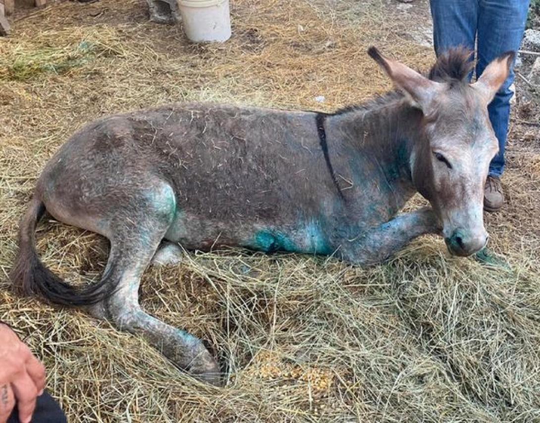 ΓΑΙΔΟΥΡΑΚΙ