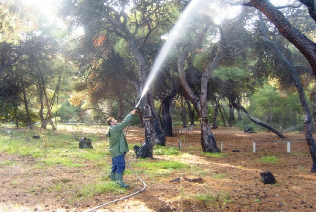 δακοκτονια