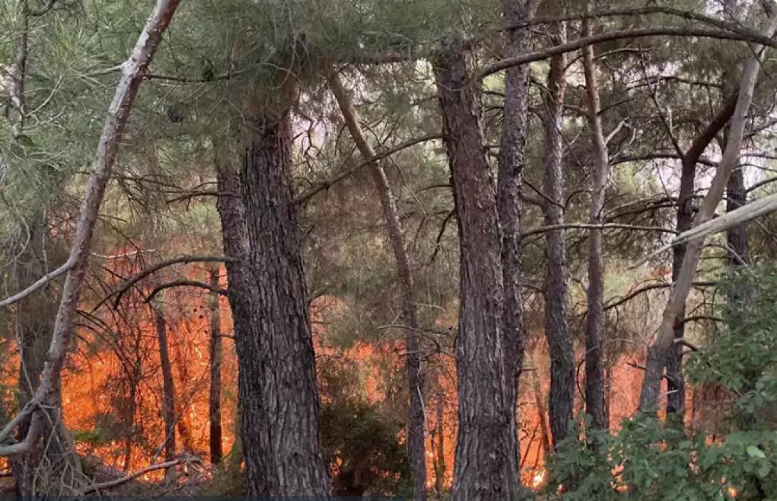 δάσος δαδιάς