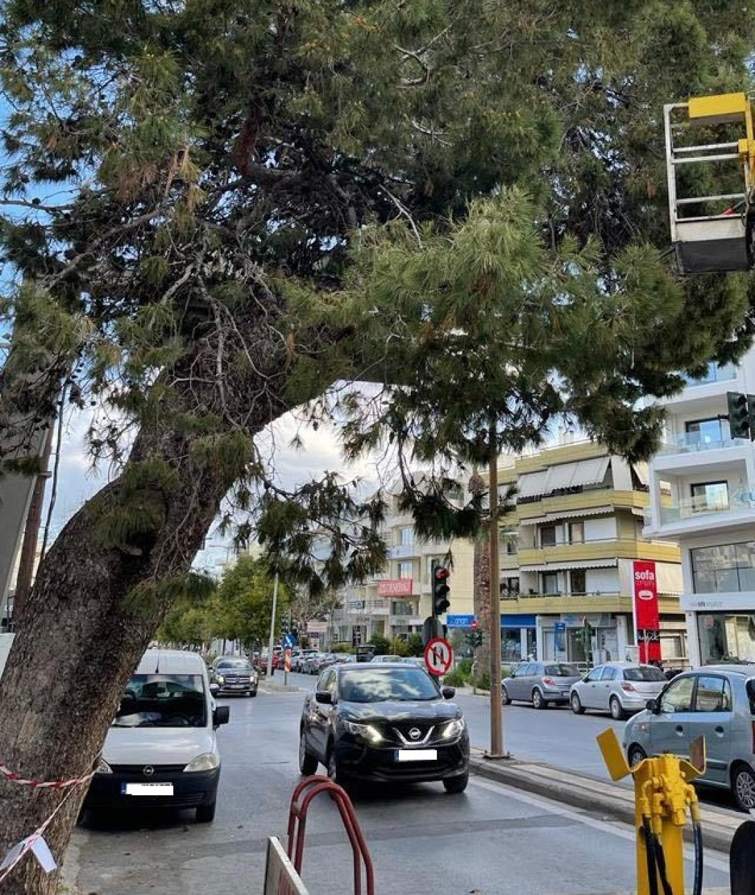 πεύκο δημοκρατίας