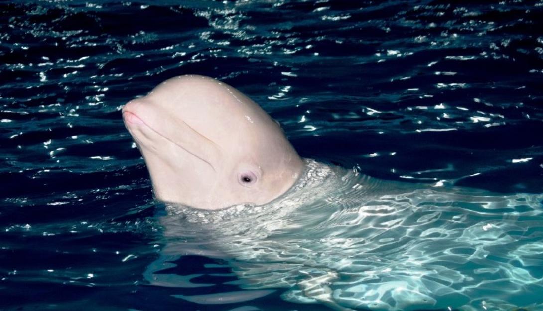 λευκη φαλαινα