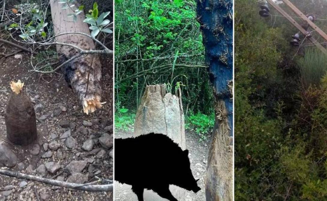 ΑΓΡΙΟΓΟΥΡΟΥΝΑ ΣΤΥΛΟΣ ΔΕΗ