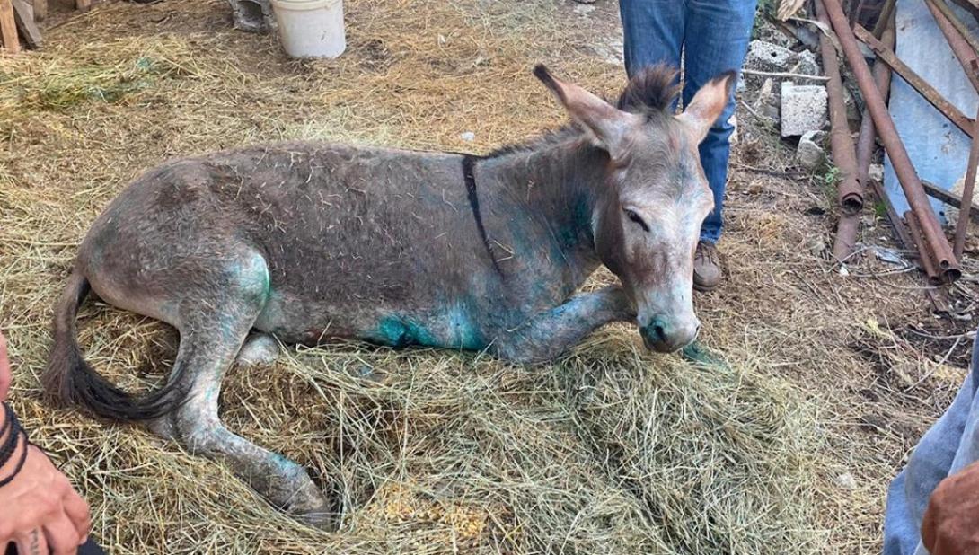 γαϊδουράκι