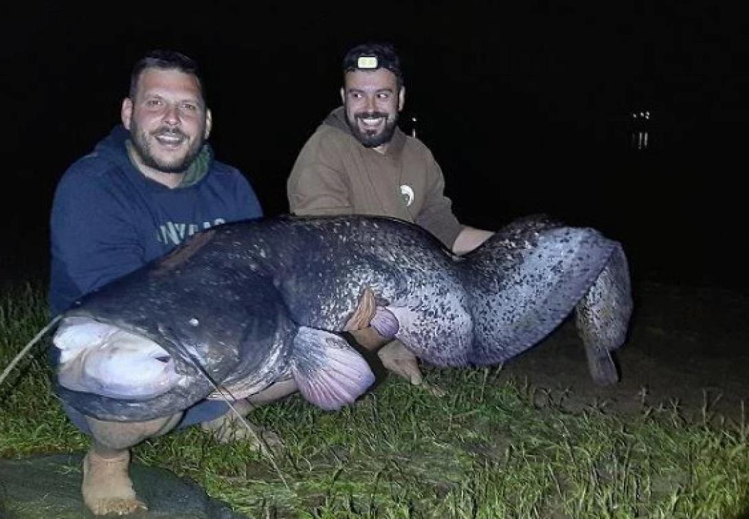 γουλιανός καρδίτσα