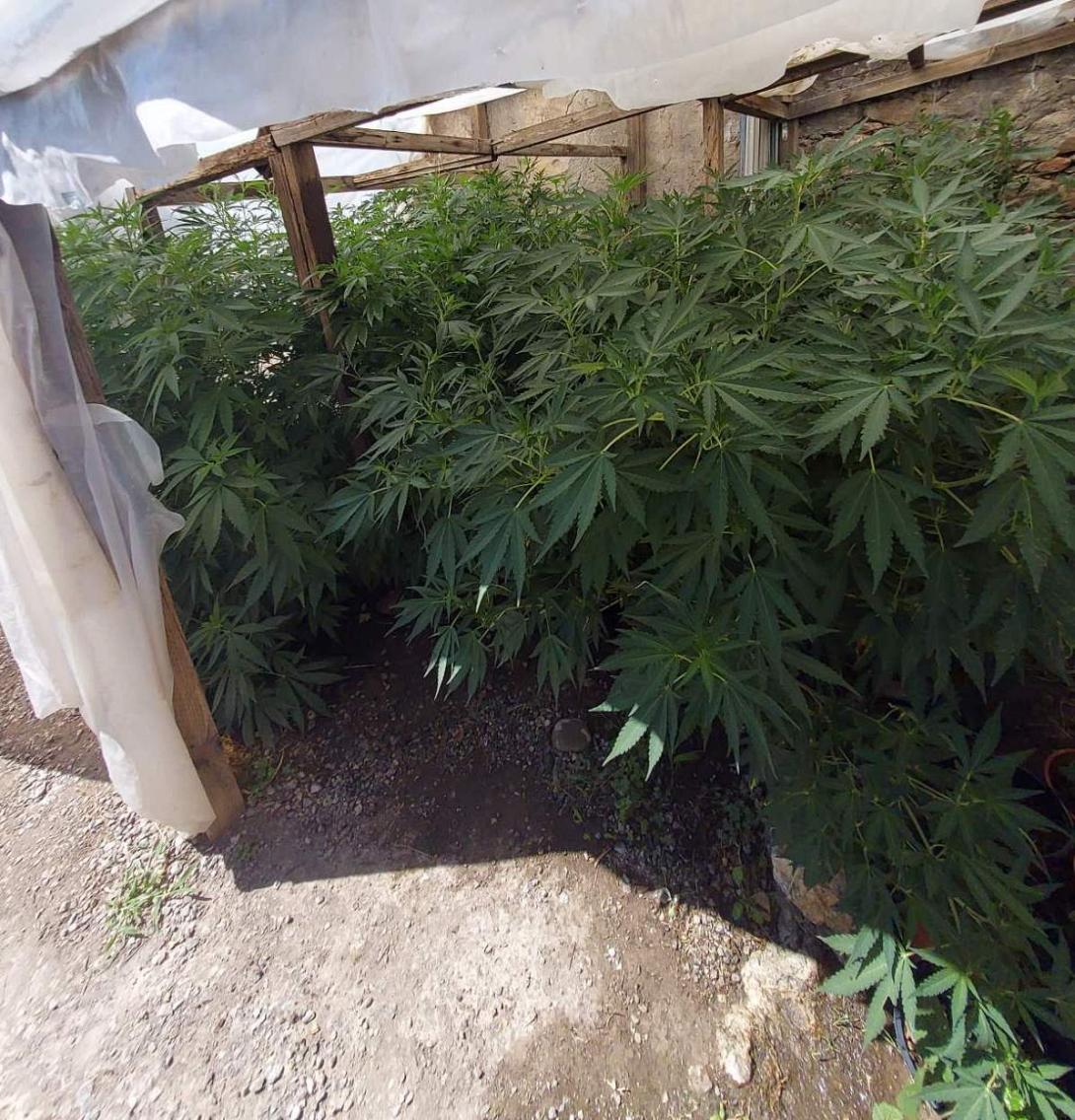 Κρήτη: Νέες χασισοφυτείες εντόπισε η Αστυνομία