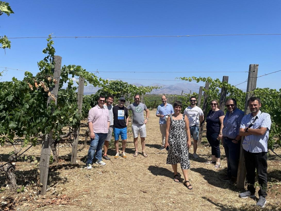 κρητικός αμπελώνας