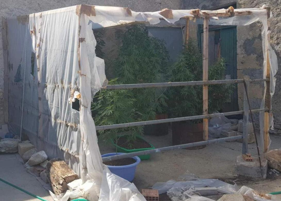 δενδρύλλια κάνναβης