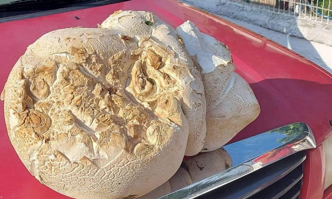 ΜΑΝΙΤΑΡΙ ΓΙΓΑΣ