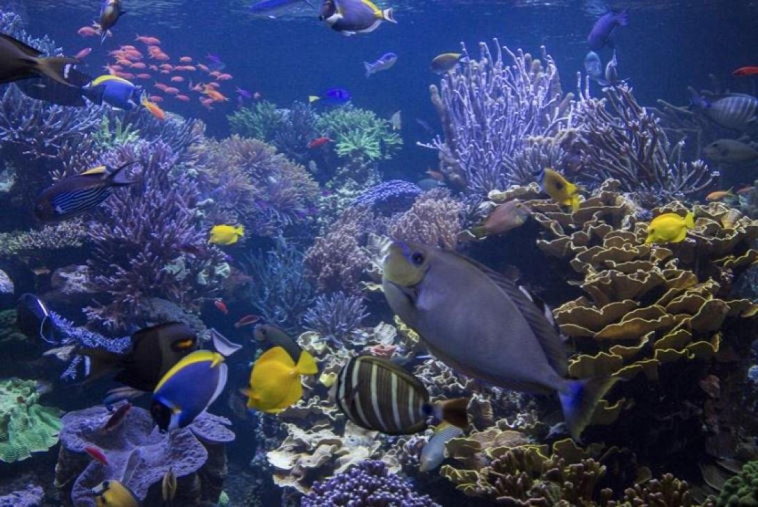 θαλάσσια ζωή