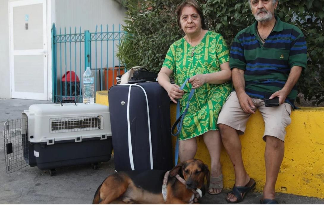 ζευγαρι σκυλος