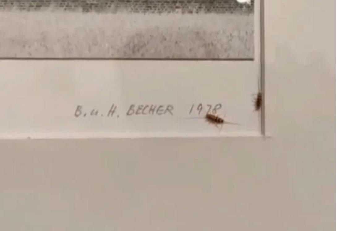 ιράν ζωύφια μουσείο