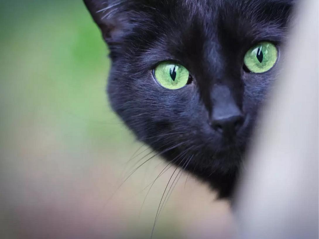 μαύρη γάτα