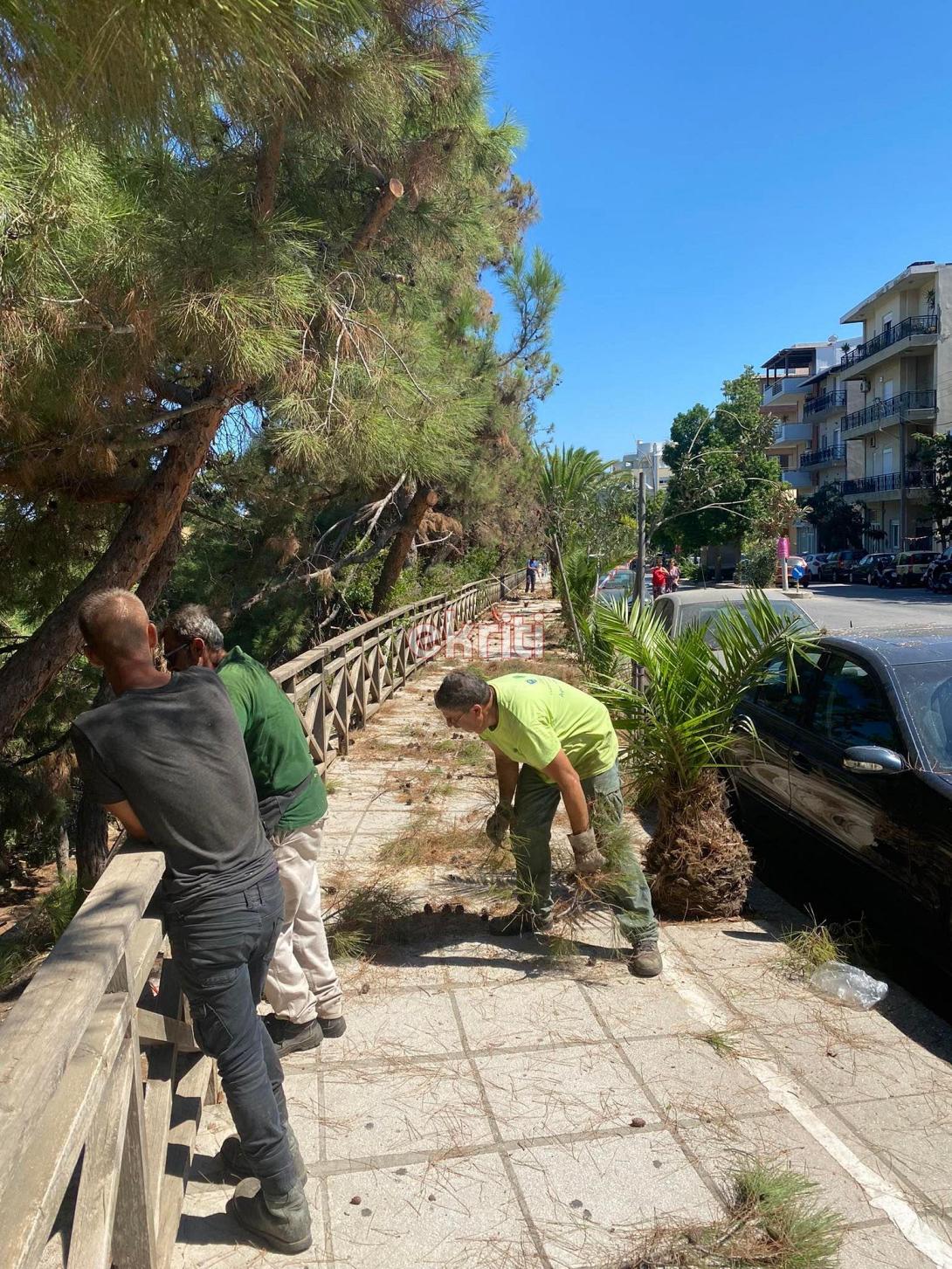 δέντρα χαριλάου τρικούπη