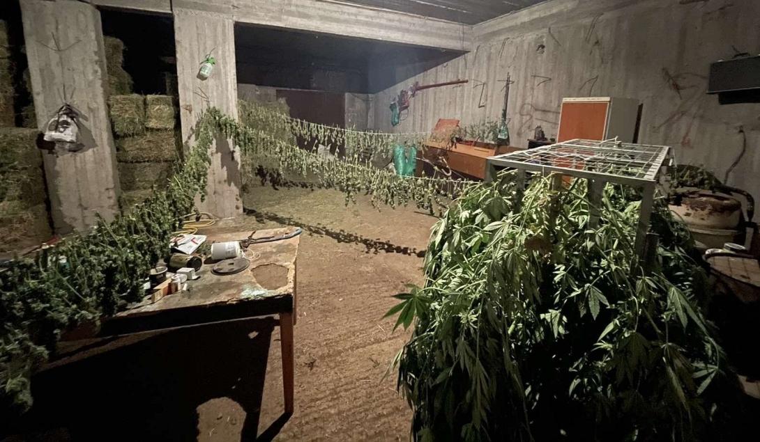 χασίς - Ζωνιανά