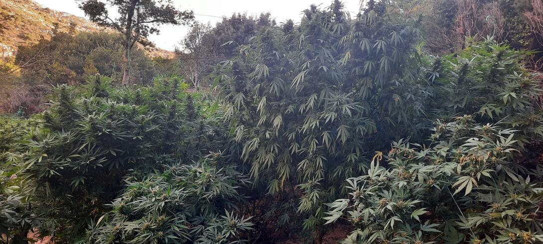  Χασισοφυτεία - μαμούθ εντόπισαν οι αστυνομικοί