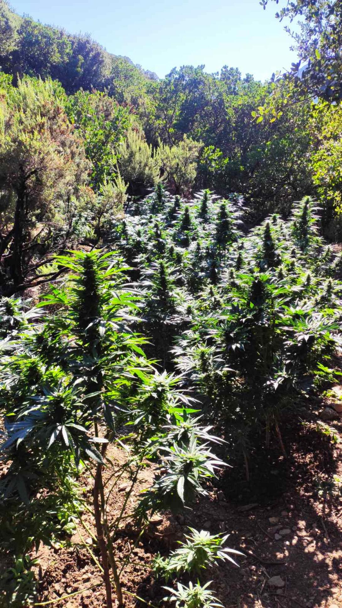 χασισοφυτεία χανιά