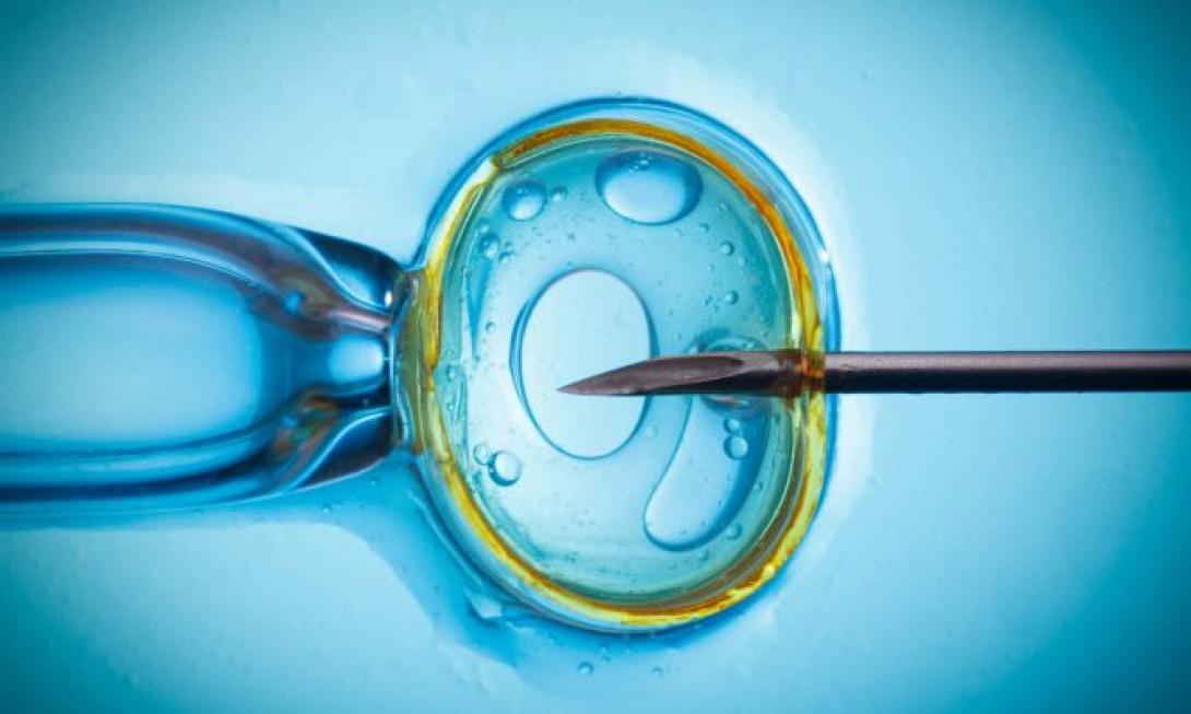 Γονιμοποίηση