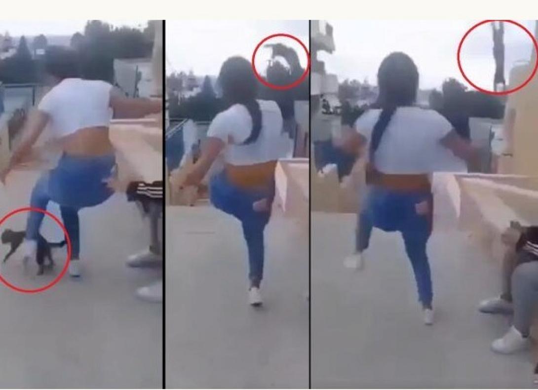 κακοποιηση ζωου