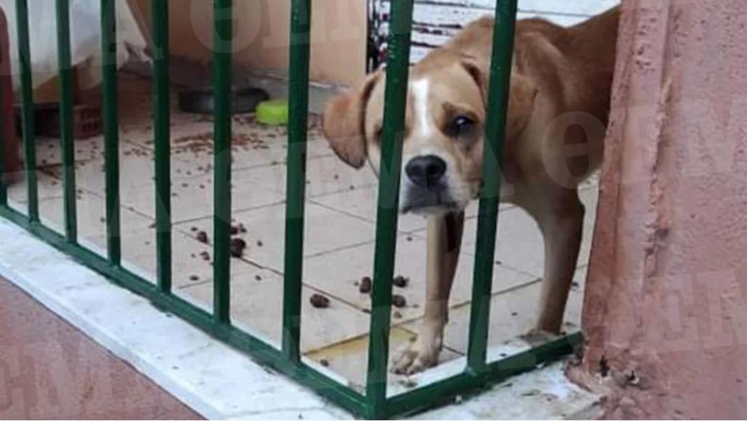 Κακοποιηση ζωου