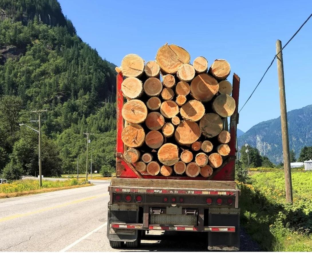 κορμοί δέντρων