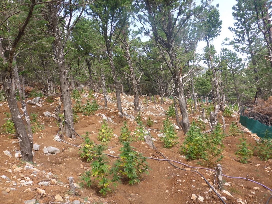 Βρήκαν μεγάλη χασισοφυτεία