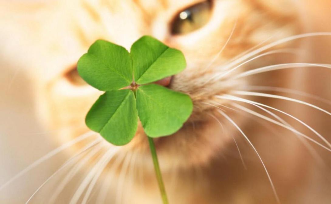 καλή τυχη, τριφύλι