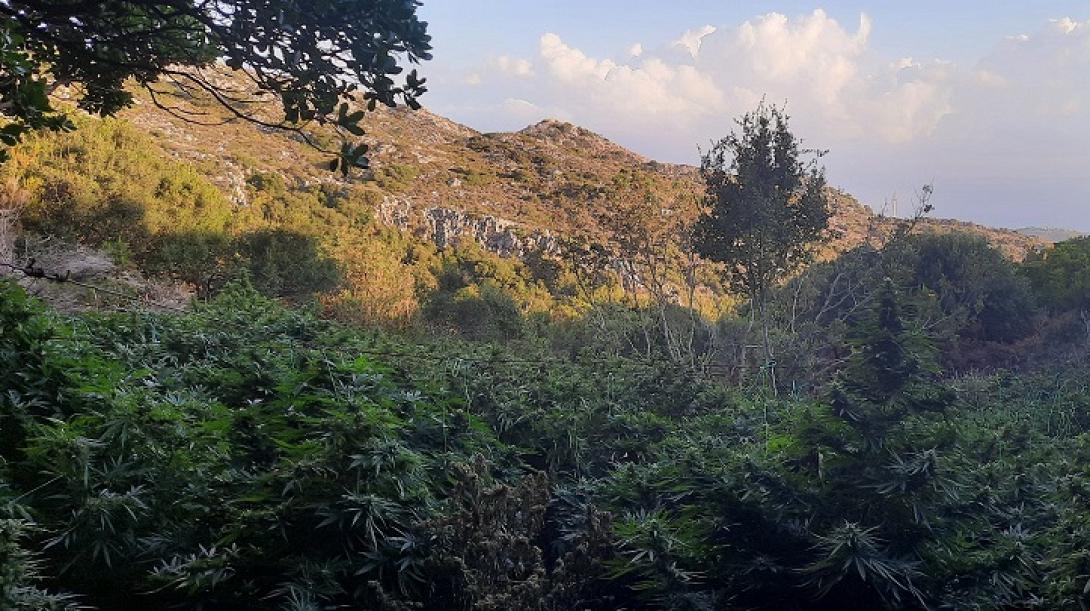 Χασισοφυτεία