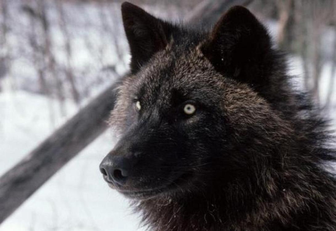 μαύρος λύκος