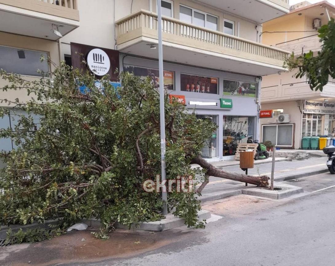 πτώση δέντρου