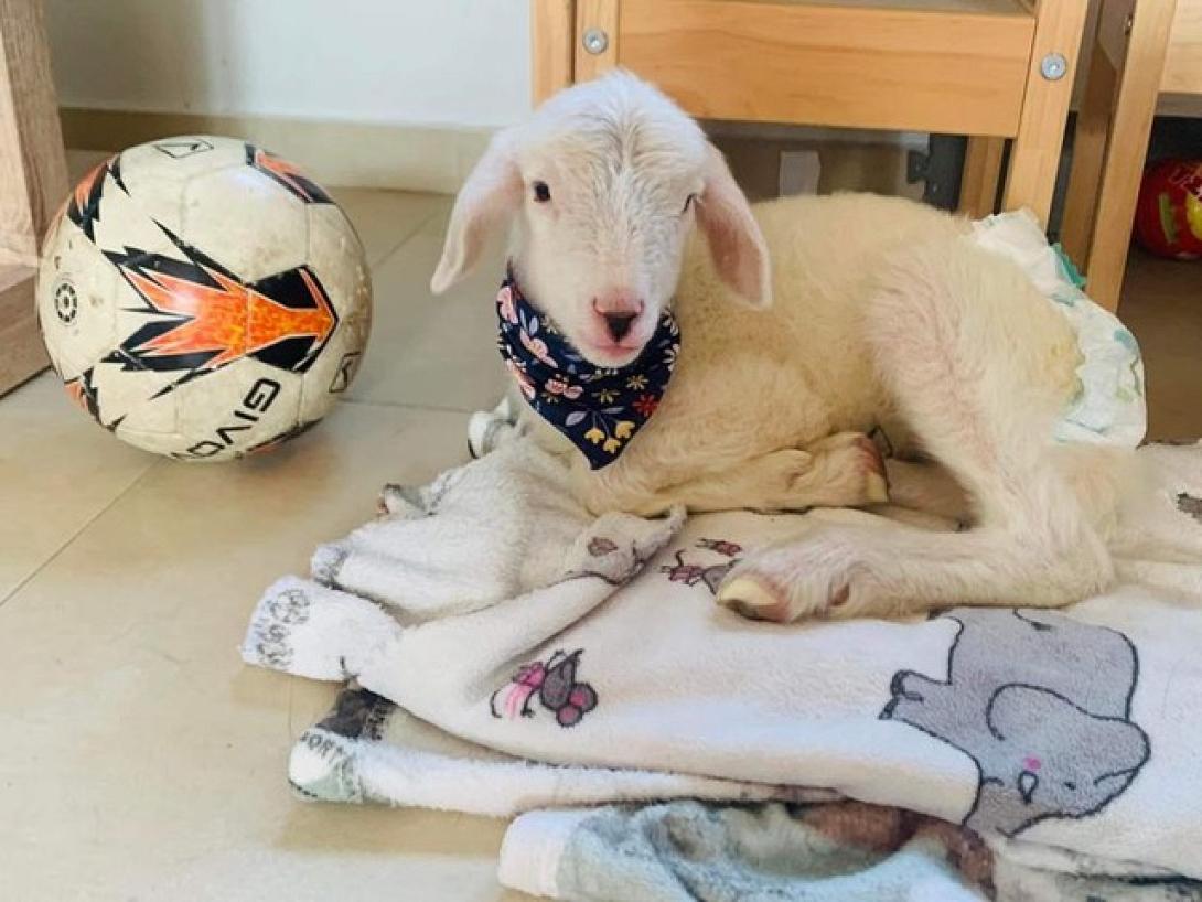 αρνάκι ηράκλειο