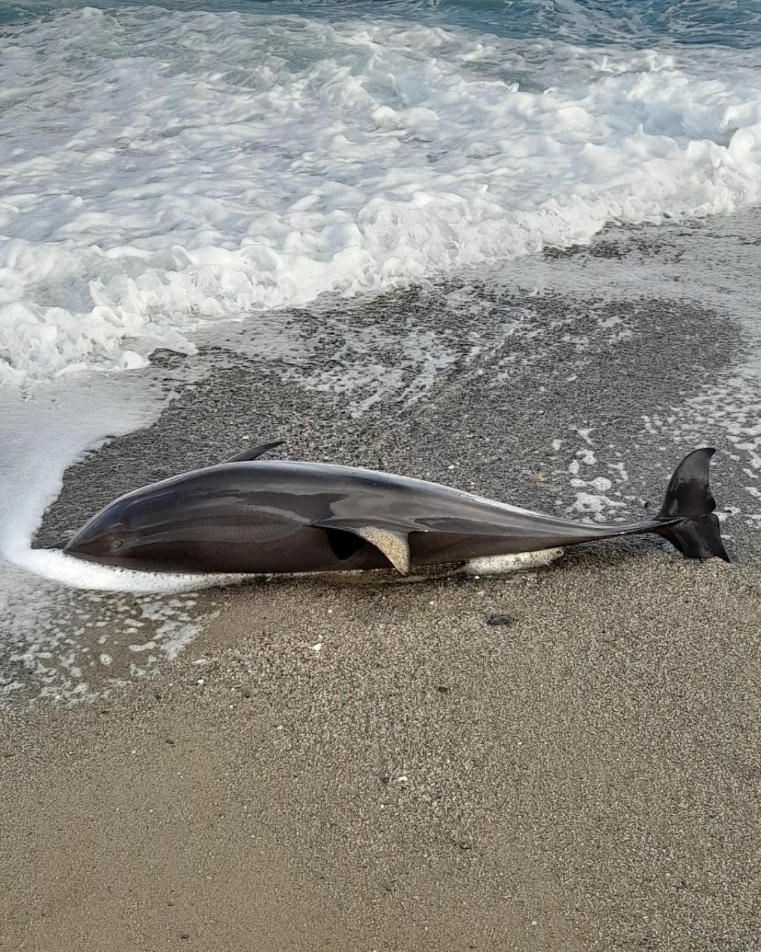 δελφινι ρεθυμνο