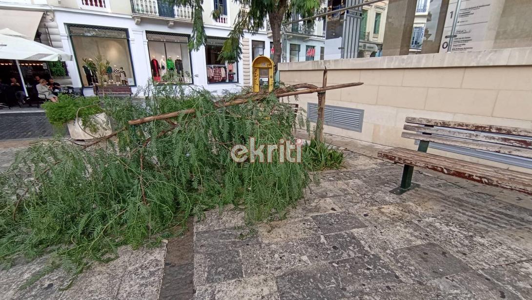 πτωση δεντρου