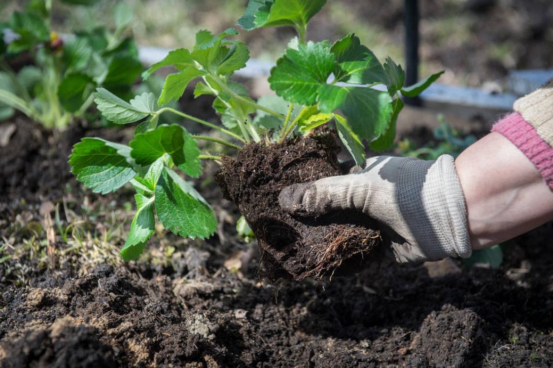 εργάτες γης