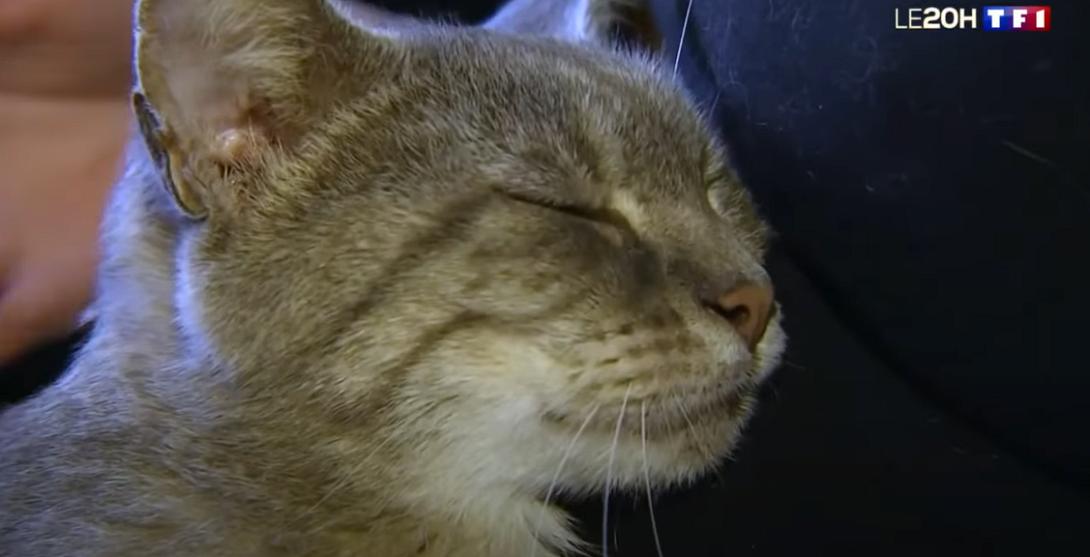 γάτα εξαφάνιση